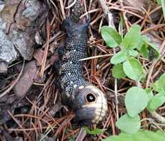 Xylophanes falco