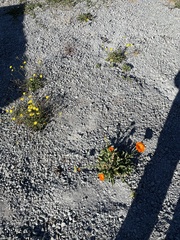 Calendula officinalis