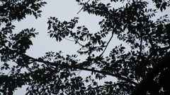 Hymenaea courbaril