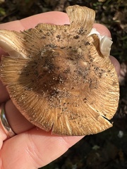 Pseudosperma sororium