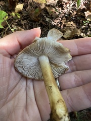 Pseudosperma sororium