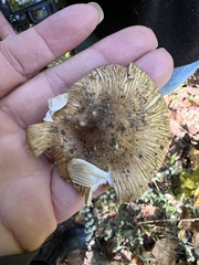 Pseudosperma sororium