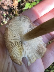 Pseudosperma sororium