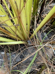 Xyris fimbriata