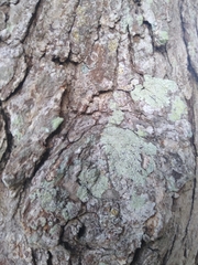 Lecanora thysanophora