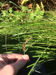 Carex vulpinoidea