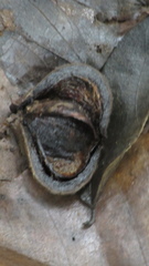 Sterculia apetala