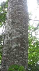 Ceiba pentandra