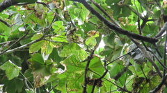 Sterculia apetala