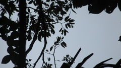 Hymenaea courbaril