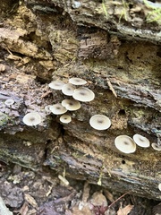 Arrhenia epichysium
