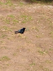 Molothrus bonariensis