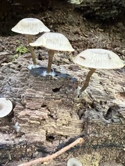 Arrhenia epichysium