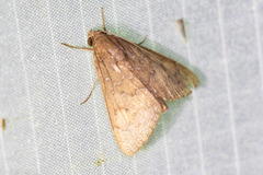 Anomis illita