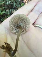 Arrhenia epichysium