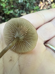Arrhenia epichysium