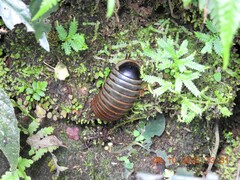 Arthrosphaera