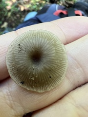 Arrhenia epichysium