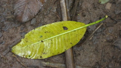 Ficus insipida
