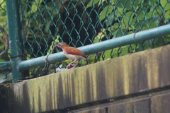 Furnarius leucopus