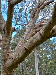 Cracticus nigrogularis