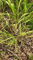 Chasmanthium sessiliflorum