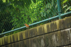Furnarius leucopus