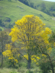 Handroanthus umbellatus