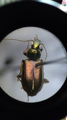 Agonum muelleri