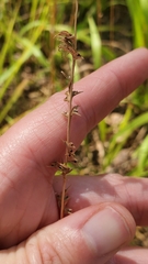 Chasmanthium sessiliflorum
