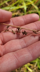Chasmanthium sessiliflorum