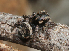 Maratus plumosus