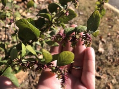 Symphoricarpos orbiculatus