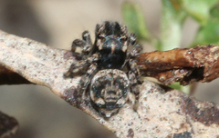 Maratus plumosus