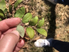 Symphoricarpos orbiculatus