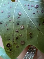 Neuroterus tantulus