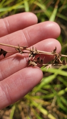 Chasmanthium sessiliflorum