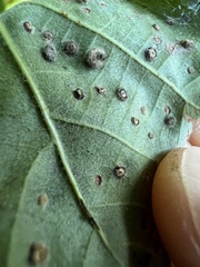 Neuroterus tantulus