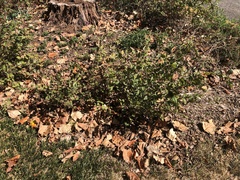 Symphoricarpos orbiculatus