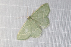 Chlorochlamys phyllinaria