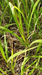 Chasmanthium sessiliflorum