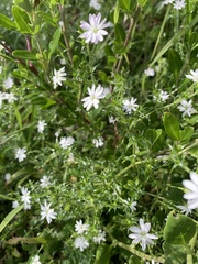 Stellaria pungens