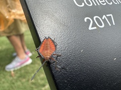 Lyramorpha rosea