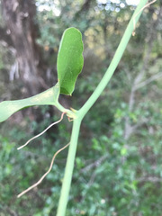 Smilax bona-nox