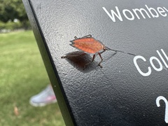 Lyramorpha rosea