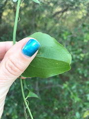 Smilax bona-nox