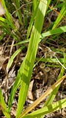 Chasmanthium sessiliflorum