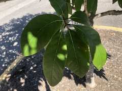 Chionanthus virginicus