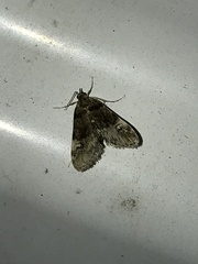 Elophila obliteralis
