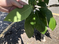 Chionanthus virginicus